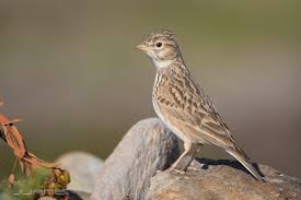 Image result for Calandrella rufescens