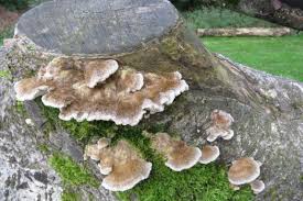 Attēlu rezultāti vaicājumam “Coriolopsis trogii”