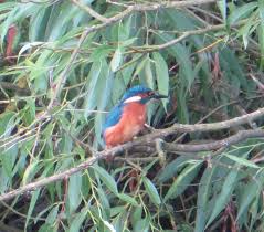 Image result for Manor Park Bowling Club