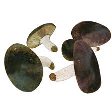 Attēlu rezultāti vaicājumam “Lactarius necator”