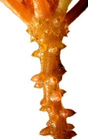 Attēlu rezultāti vaicājumam “Chara tomentosa”