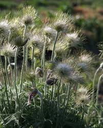 Attēlu rezultāti vaicājumam “Pulsatilla patens leaf”