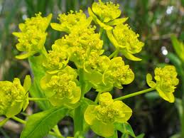 Attēlu rezultāti vaicājumam “Euphorbia palustris flower”
