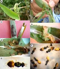 Attēlu rezultāti vaicājumam “Nycteola sp.”