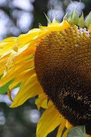Attēlu rezultāti vaicājumam “Helianthus annuus fruit”