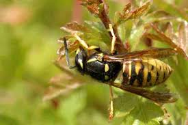 Attēlu rezultāti vaicājumam “Vespula rufa”