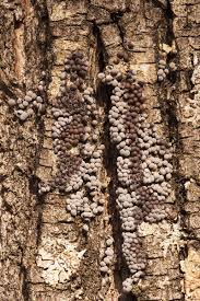 Attēlu rezultāti vaicājumam “Badhamia affinis sessile”