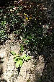 Attēlu rezultāti vaicājumam “Hieracium murorum”