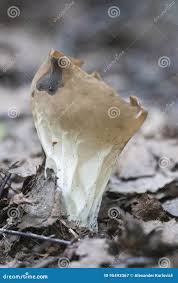 Attēlu rezultāti vaicājumam “Helvella acetabulum”