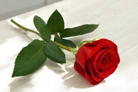 Image result for FOTO ROSA