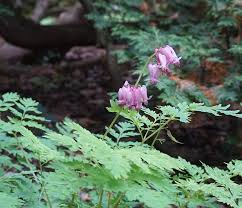 Attēlu rezultāti vaicājumam “Betula humilis female flower”