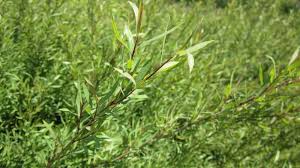 Attēlu rezultāti vaicājumam “Salix purpurea”