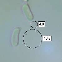 Attēlu rezultāti vaicājumam “Stereum rugosum”
