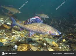 Image result for Thymallus thymallus