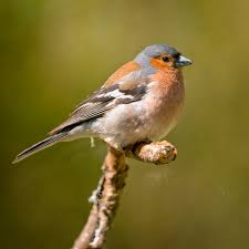 Attēlu rezultāti vaicājumam “Fringilla coelebs male”