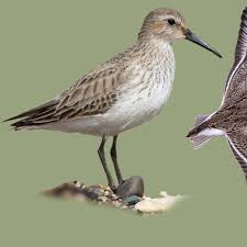 Attēlu rezultāti vaicājumam “Calidris alpina”