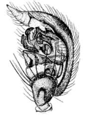 Attēlu rezultāti vaicājumam “Neottiura bimaculata female”