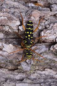 Attēlu rezultāti vaicājumam “Plagionotus detritus imago”