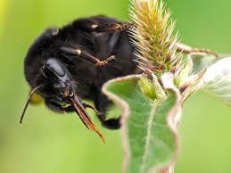 Attēlu rezultāti vaicājumam “Bombus terrestris”