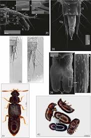 Attēlu rezultāti vaicājumam “Bolitophagus reticulatus larva”