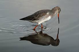 Image result for Tringa erythropus