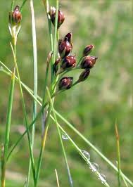 Attēlu rezultāti vaicājumam “Juncus gerardii bud”