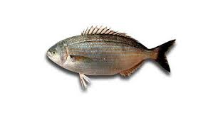 Image result for Sarpa salpa