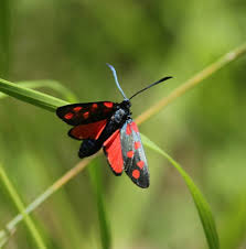 Attēlu rezultāti vaicājumam “Zygaena filipendulae exuvia”