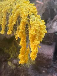 Image result for Fuligo septica