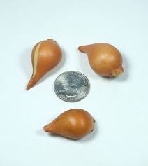 Attēlu rezultāti vaicājumam “Tulipa sylvestris bud”