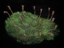 Attēlu rezultāti vaicājumam “Polytrichastrum pallidisetum”