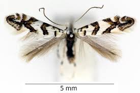 Attēlu rezultāti vaicājumam “Phyllonorycter platanoidella”