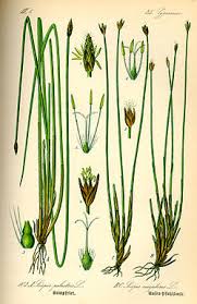 Attēlu rezultāti vaicājumam “Eleocharis palustris”