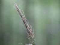 Attēlu rezultāti vaicājumam “Hordelymus europaeus”