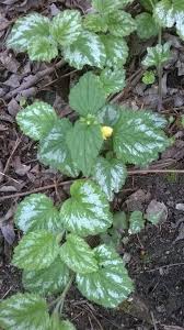 Attēlu rezultāti vaicājumam “Lamiastrum galeobdolon leaf”