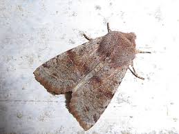 Attēlu rezultāti vaicājumam “Orthosia incerta”