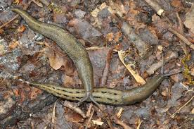 Attēlu rezultāti vaicājumam “Limax cinereoniger”