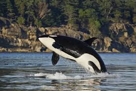 Image result for Orcinus orca