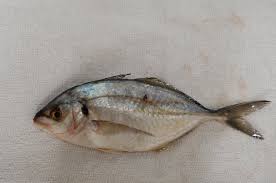 Image result for Pseudocaranx dentex