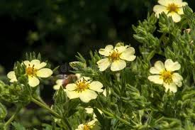 Attēlu rezultāti vaicājumam “Potentilla reptans flower”