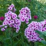 Image result for Phlox paniculata `Bright Eyes`