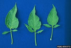 Attēlu rezultāti vaicājumam “Solanum dulcamara leaf”