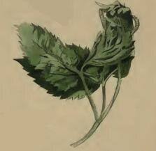 Attēlu rezultāti vaicājumam “Epermenia falciformis”