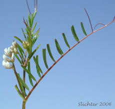 Attēlu rezultāti vaicājumam “Vicia hirsuta flower”