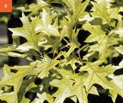 Attēlu rezultāti vaicājumam “Libanotis montana leaf”