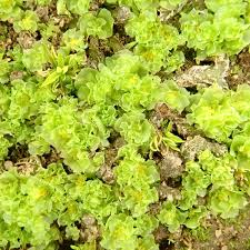 Attēlu rezultāti vaicājumam “Fossombronia wondraczekii sporophyte”