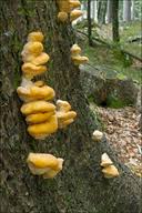 Attēlu rezultāti vaicājumam “Climacocystis borealis”