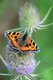 Image result for Small Tortoiseshell