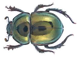 Attēlu rezultāti vaicājumam “Trypocopris vernalis”