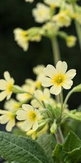Image result for Primula elatior